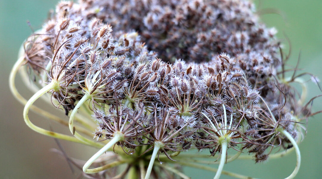 vrijwilligerswerk Delft, natuur, bloemen, tuin, buiten